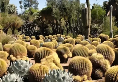 Visite du jardin Cactus Thiemann