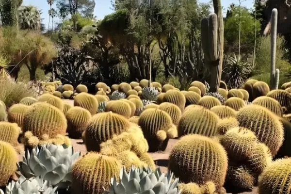 Visite du jardin Cactus Thiemann