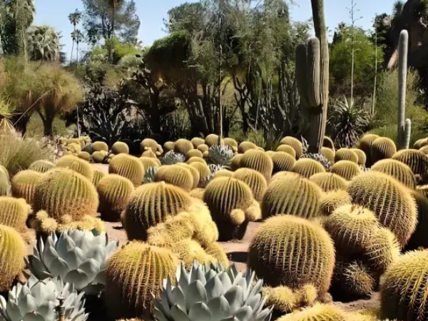 Buggy à la Palmeraie 12 Visite du jardin Cactus Thiemann