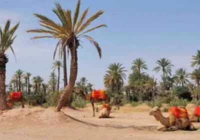 Balade en dromadaire à la Palmeraie