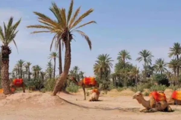 Balade en dromadaire à la Palmeraie