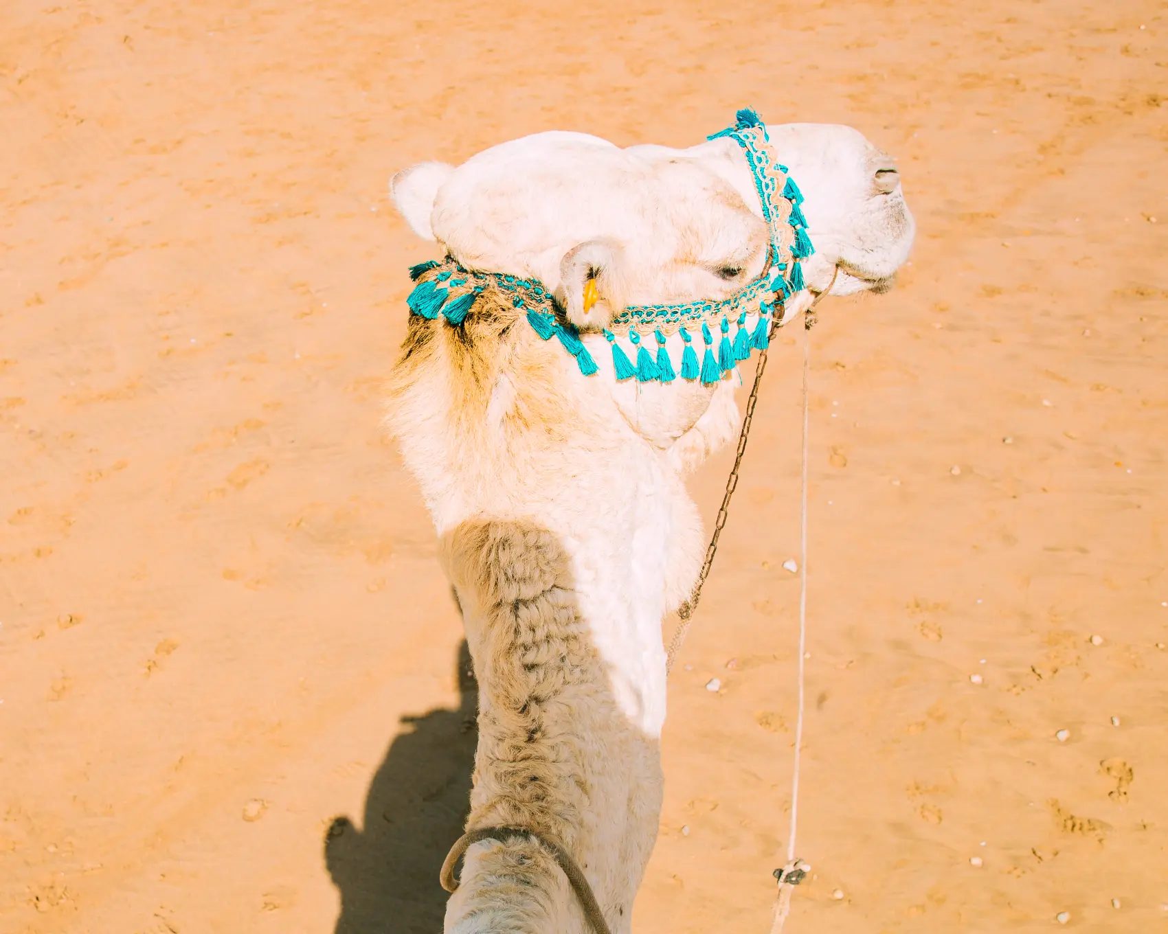 Buggy à la Palmeraie 1 camel desert landscape morocco